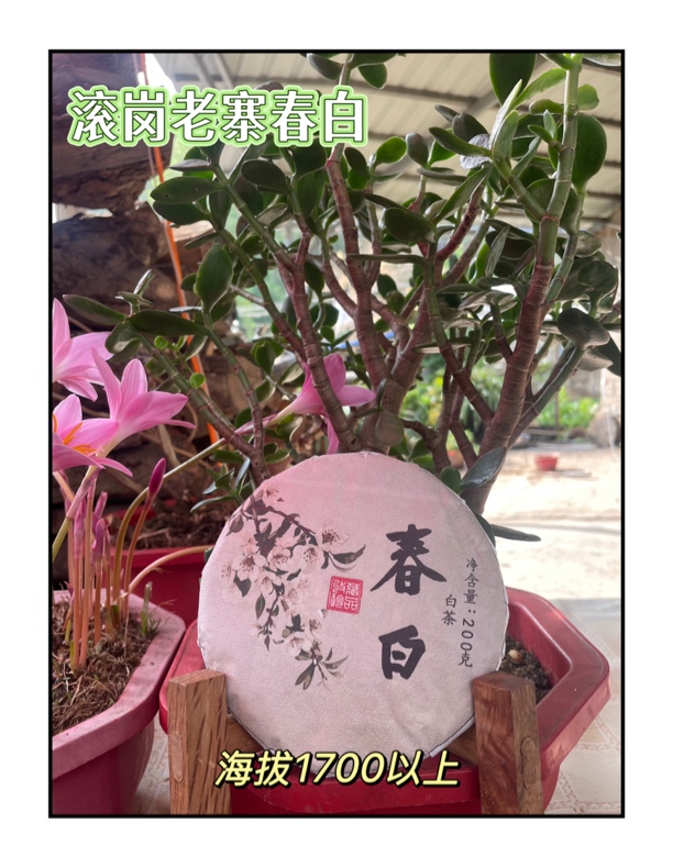 春白/2025年古树头春/紧压茶/200克