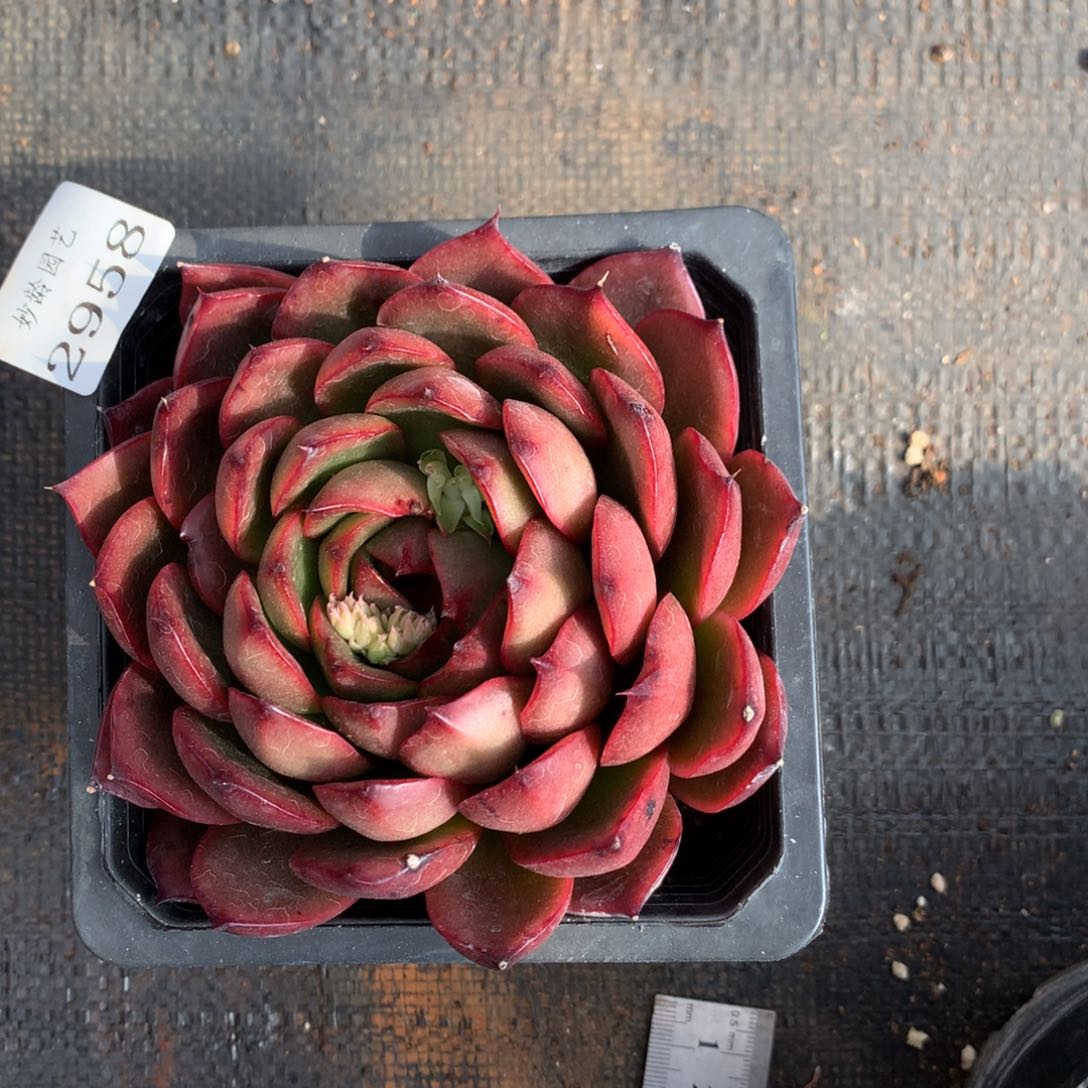 2958 杂交精品基地10厘米