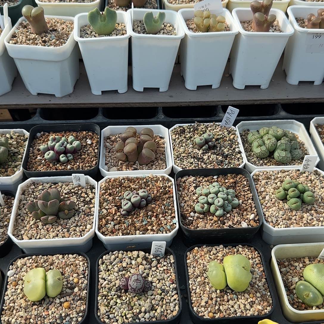 多肉植物母本优惠券20号