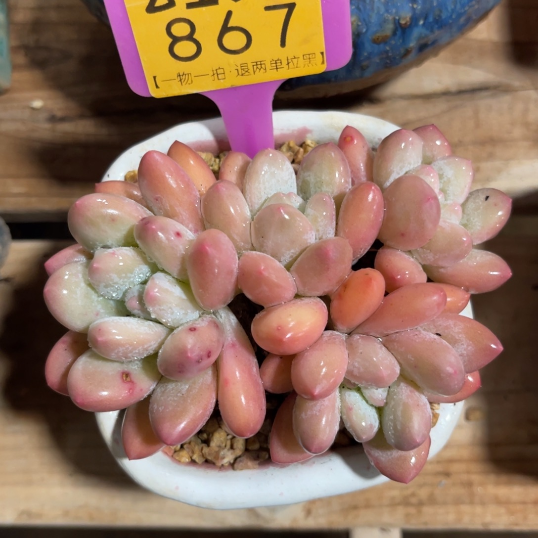 云尘多肉一物一拍不含盆867