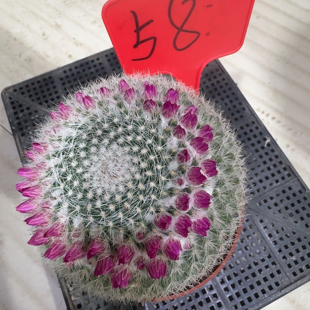 58 号实生玉翁一颗包邮