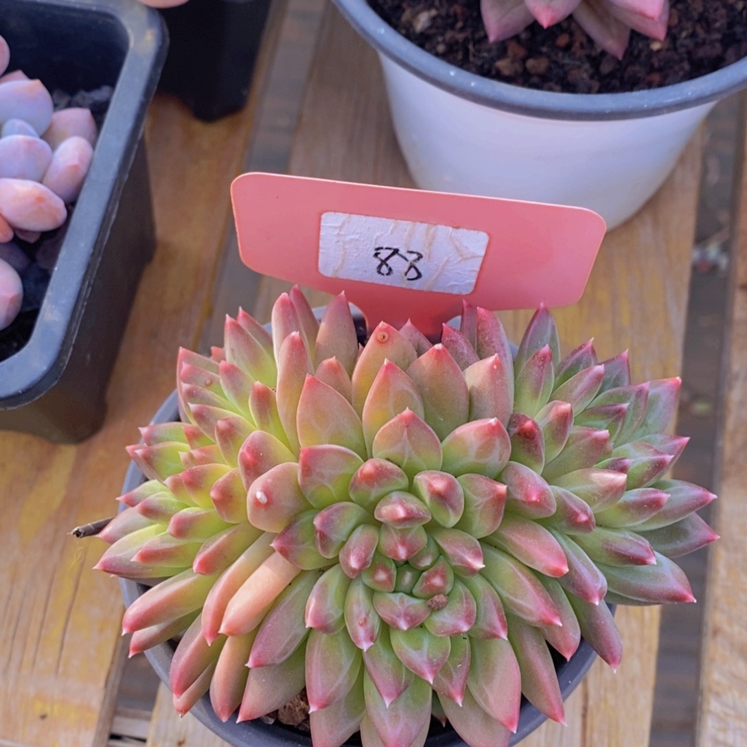 精品多肉，一物一拍，看准下单