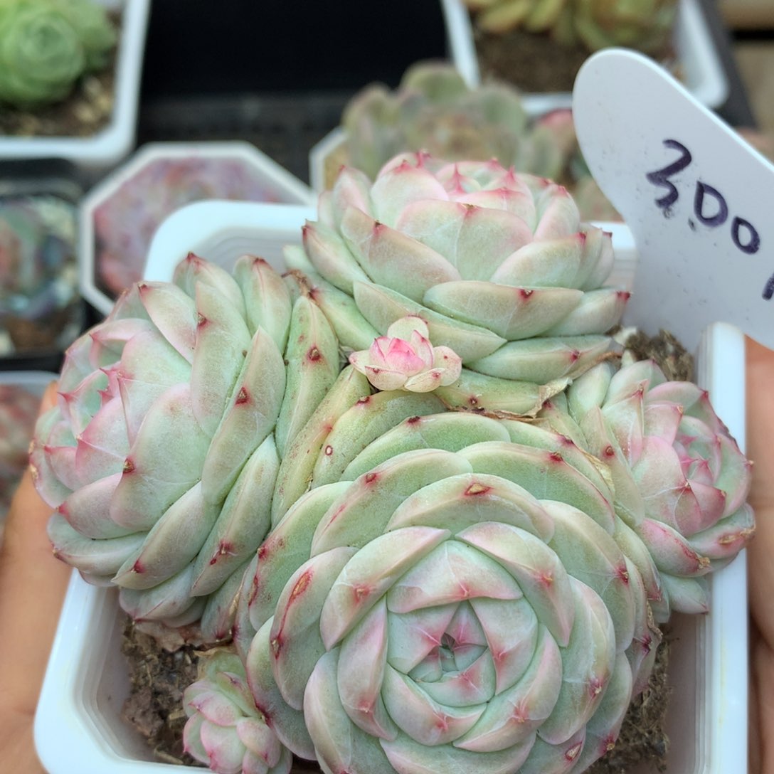 4+2白芷珍妮母本群3001