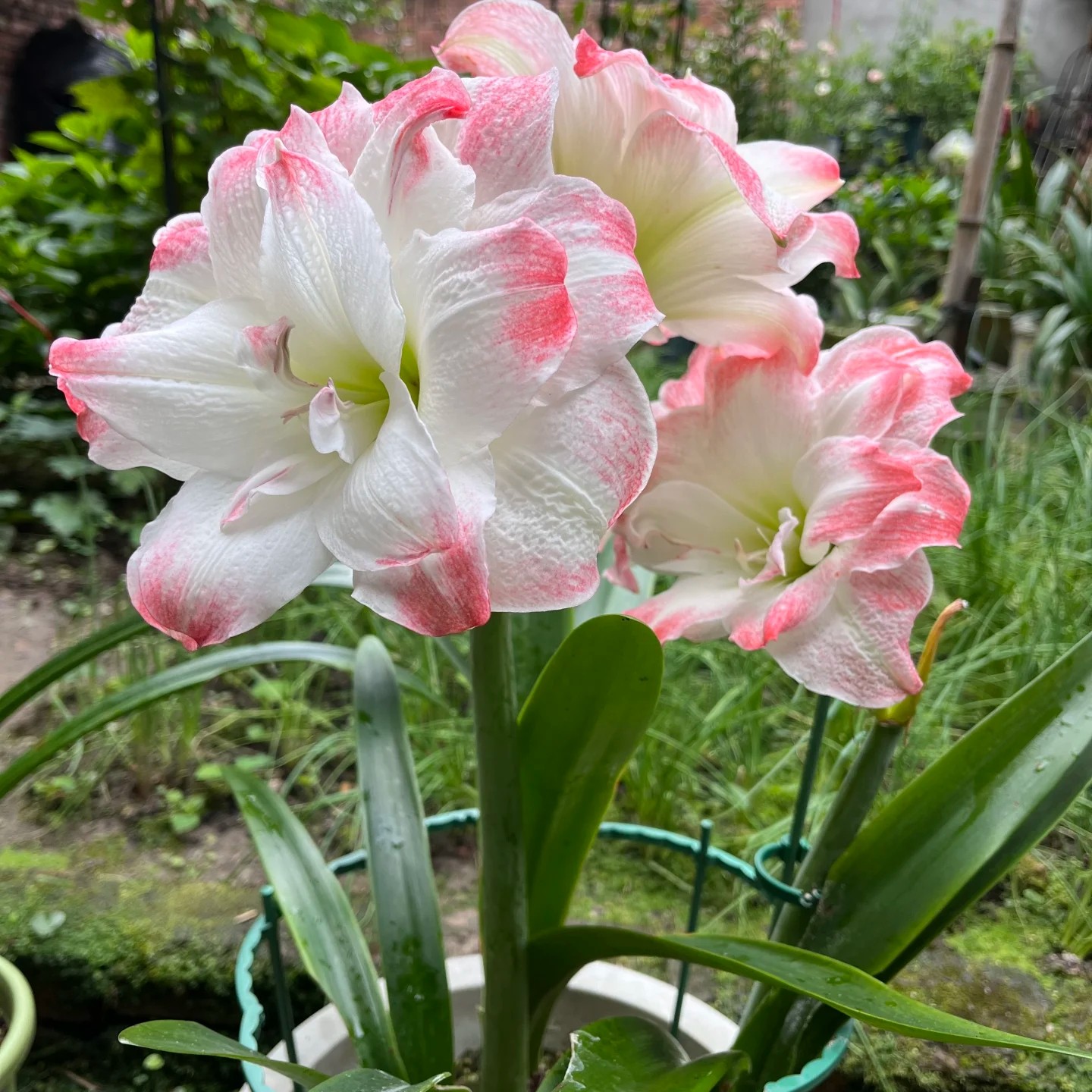 (糖果黛丝)包对板朱顶红种球朱顶红自然球可以5厘米