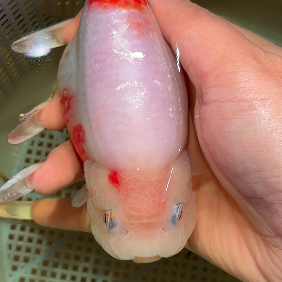 小***王金鱼拍包装包邮，不拍包装运费到付