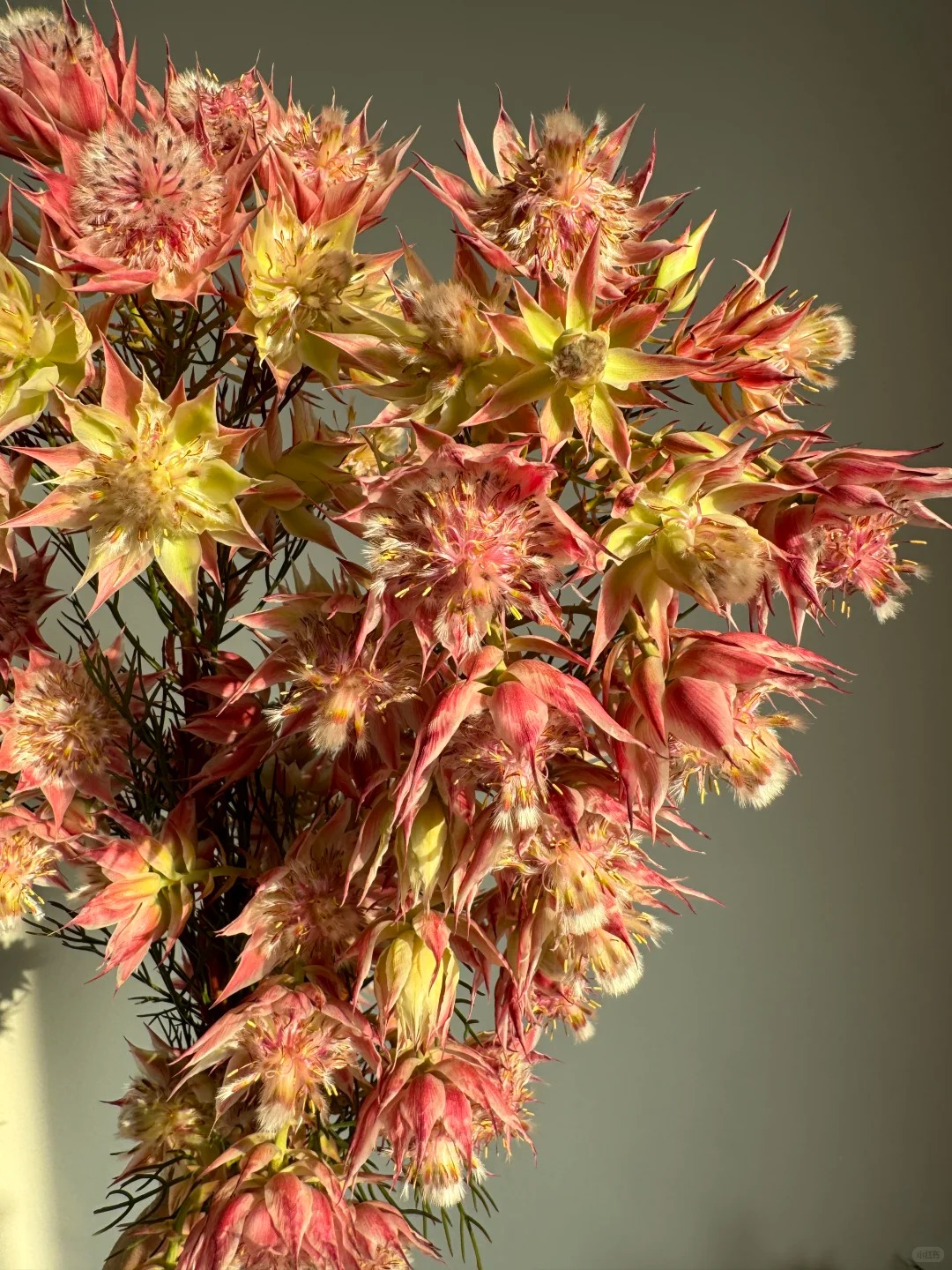 【新娘花】 南非进口 一单包邮 云南鲜花昆明基地现采现发 M