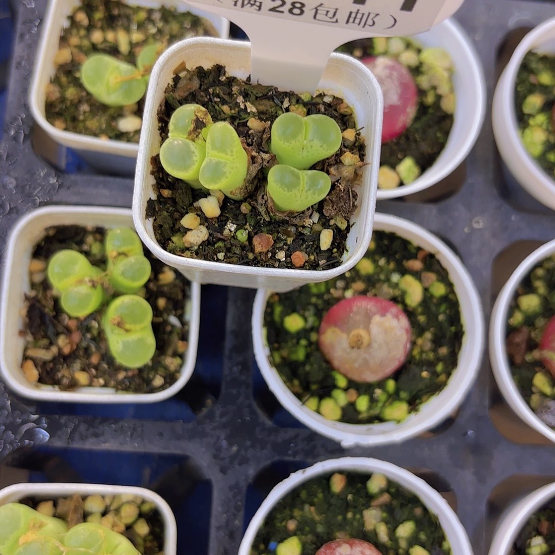 C741绿眼睛一物一拍