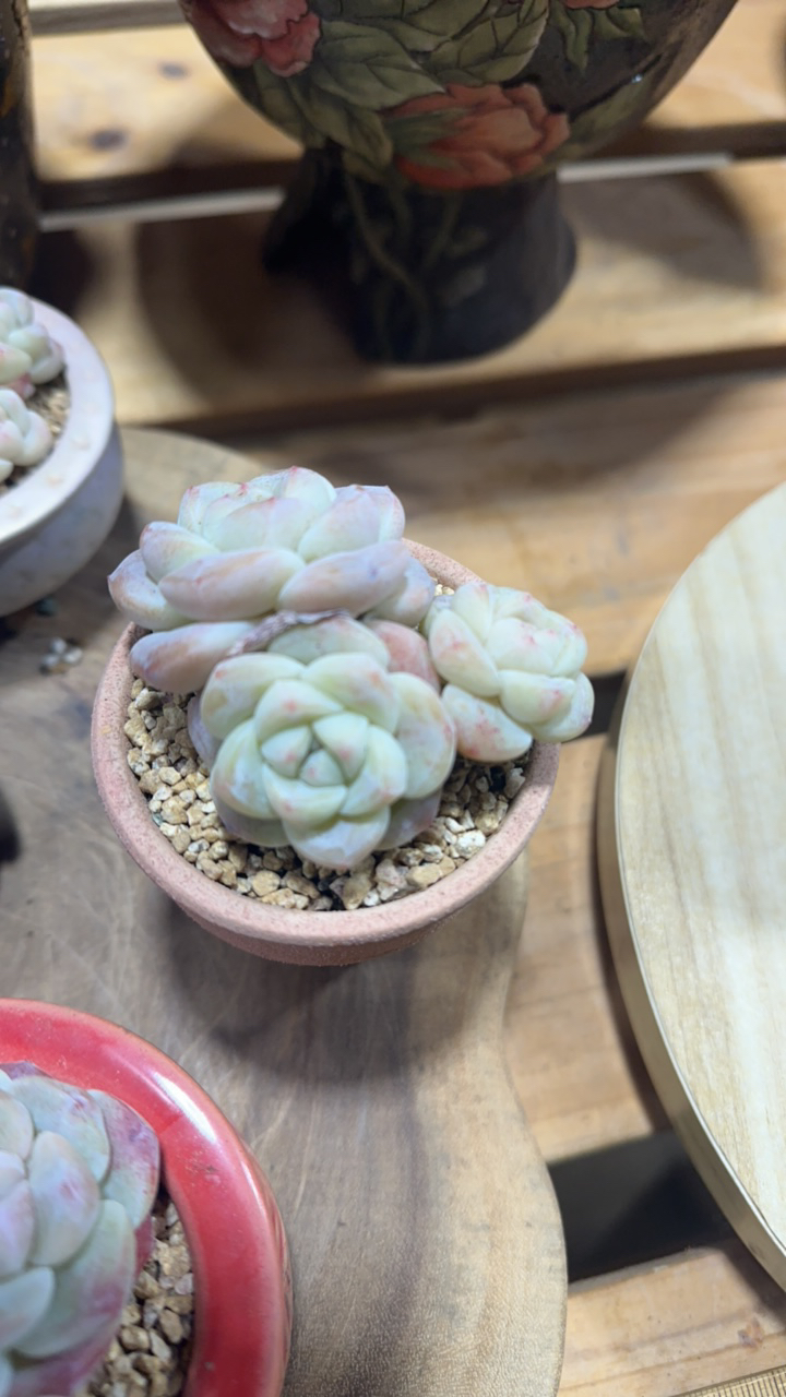 专拍白底冰玉小脸