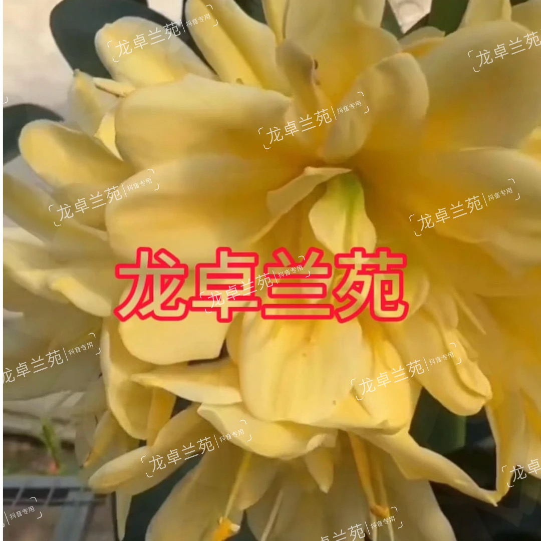 黄牡丹君子兰18瓣