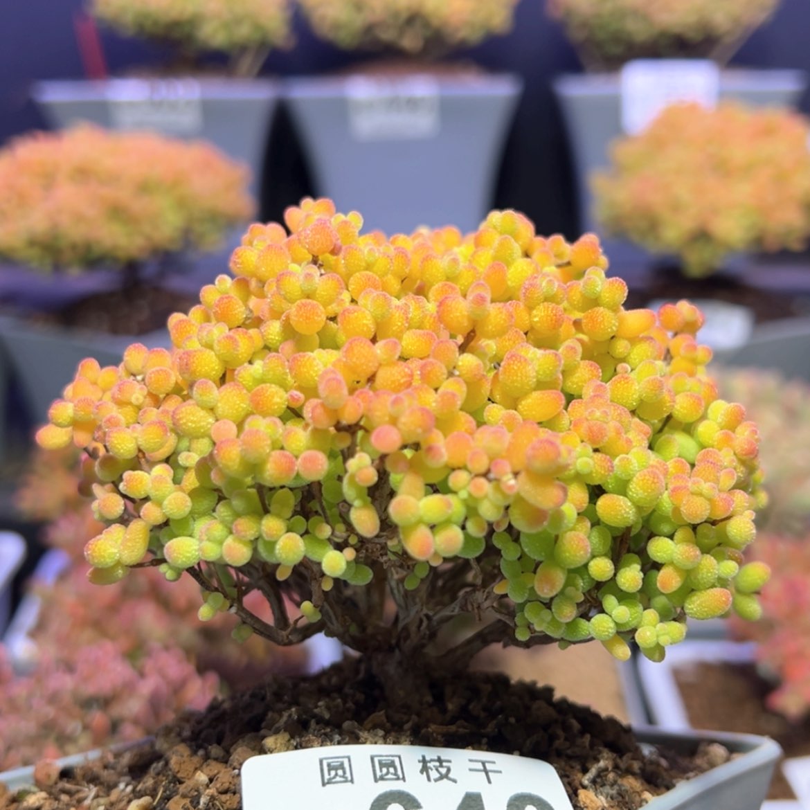 【闪购商品】e643老桩金桔冠幅11cm搬棚福福价