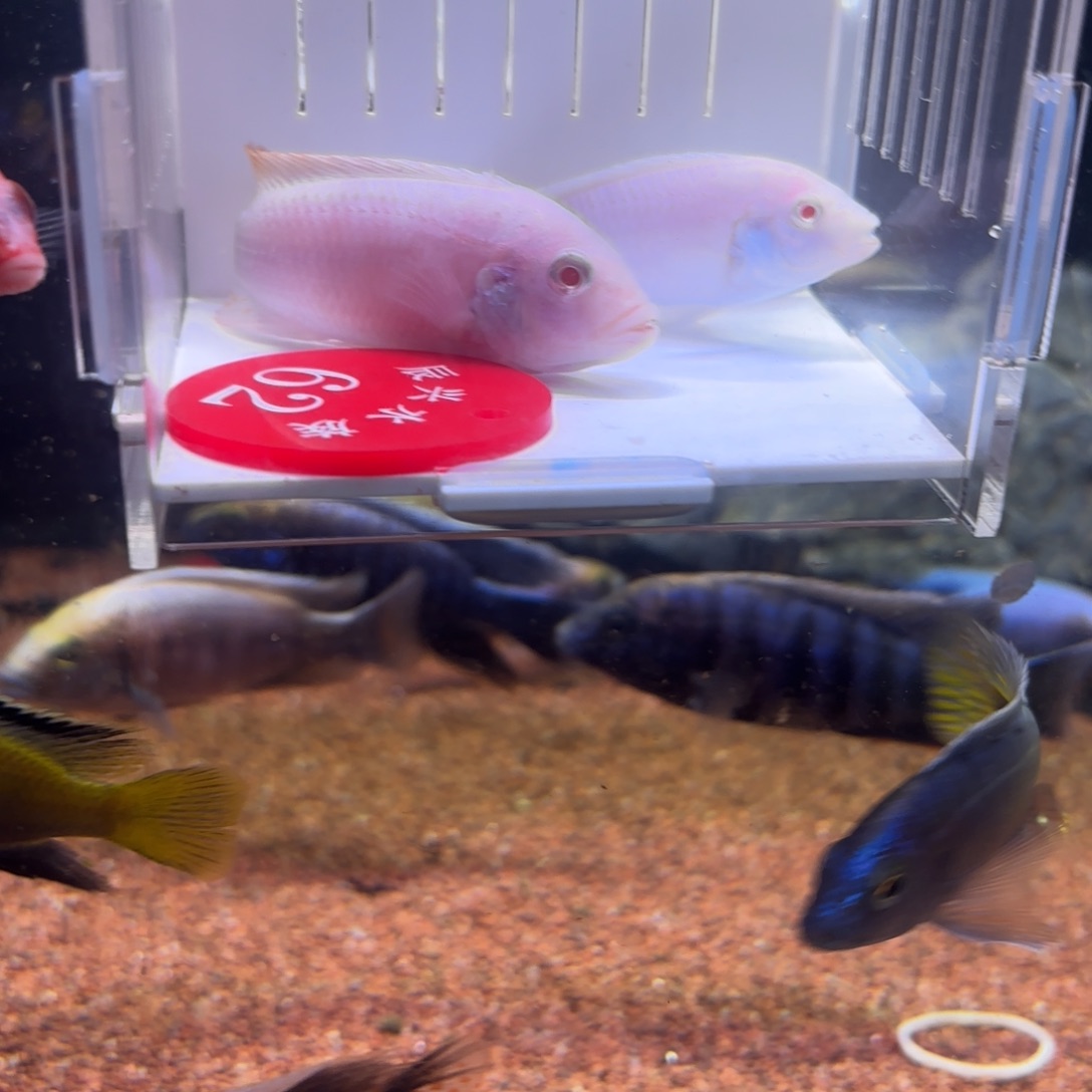 湖***回慈鲷鱼直播62号2条