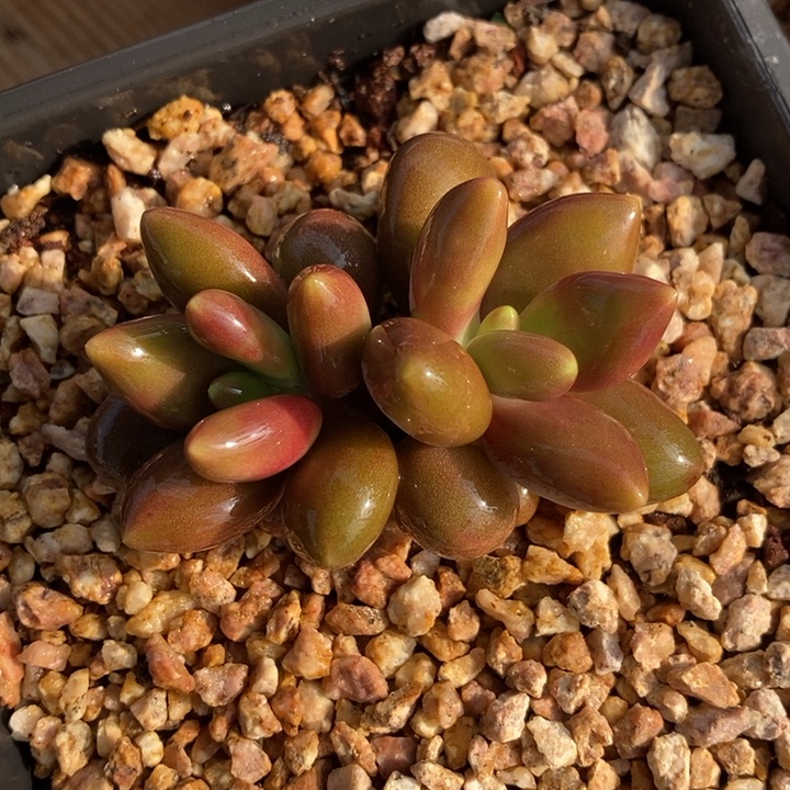 正版芒果奶多肉植物