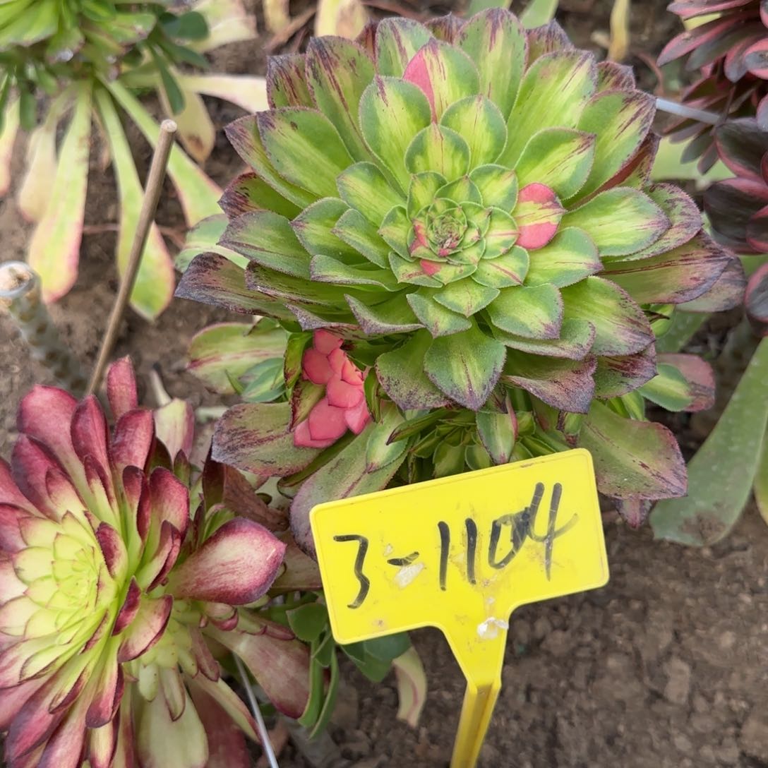 3-1104--多头多肉植物