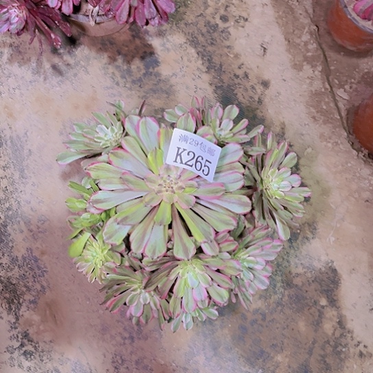 265花脸粉黛多肉植物