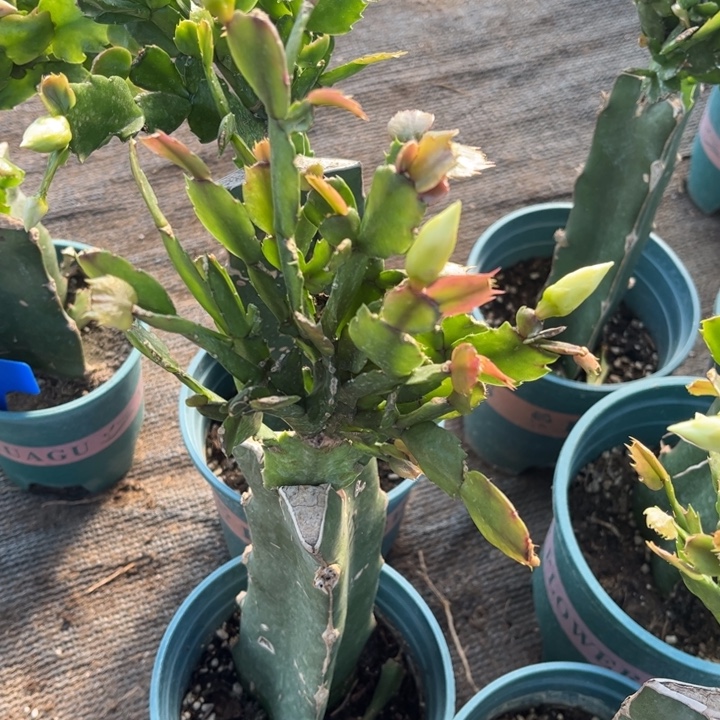 开***娟77号白重白色00000