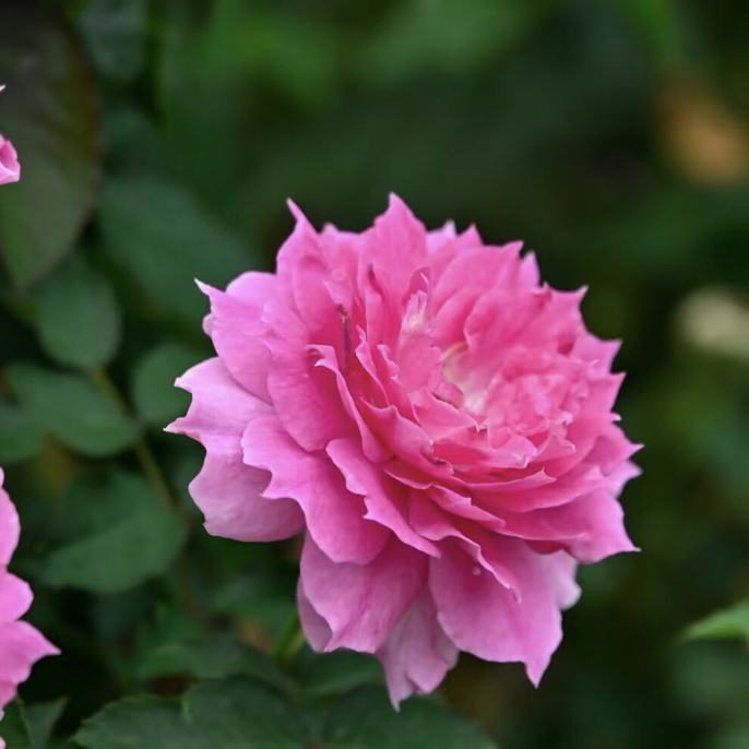 天方夜谭大花浓香型棒棒糖月季(修剪发货）成活率更高