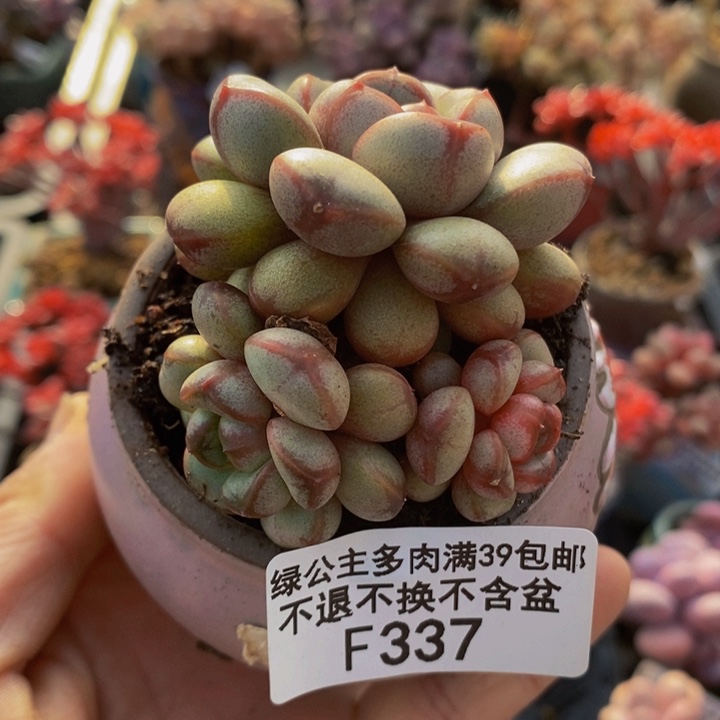 葡萄5cm337多肉植物