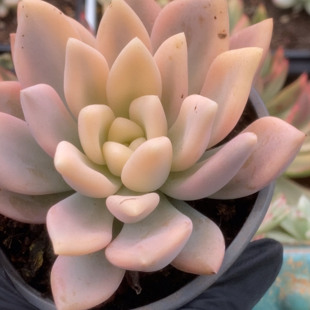 635宽锦奥普锦锦锦锦锦