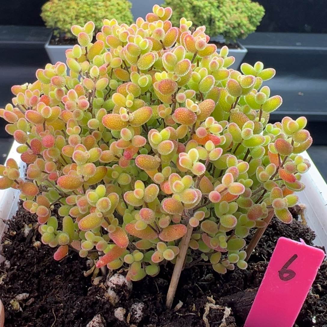 蜜橘糖球6号12cm盆