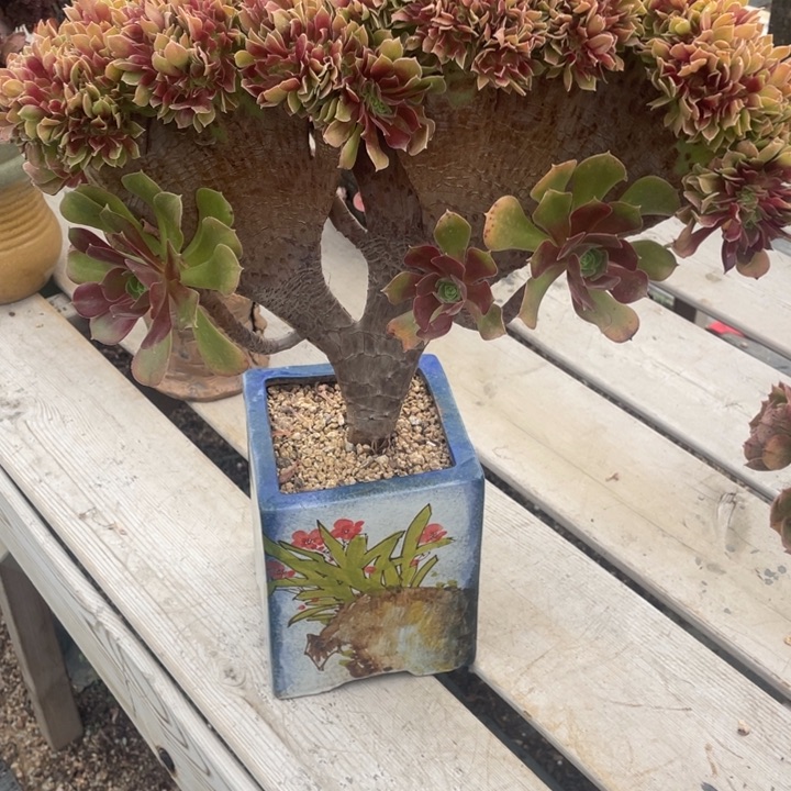 多肉多糖也太难啦哈儿啊太