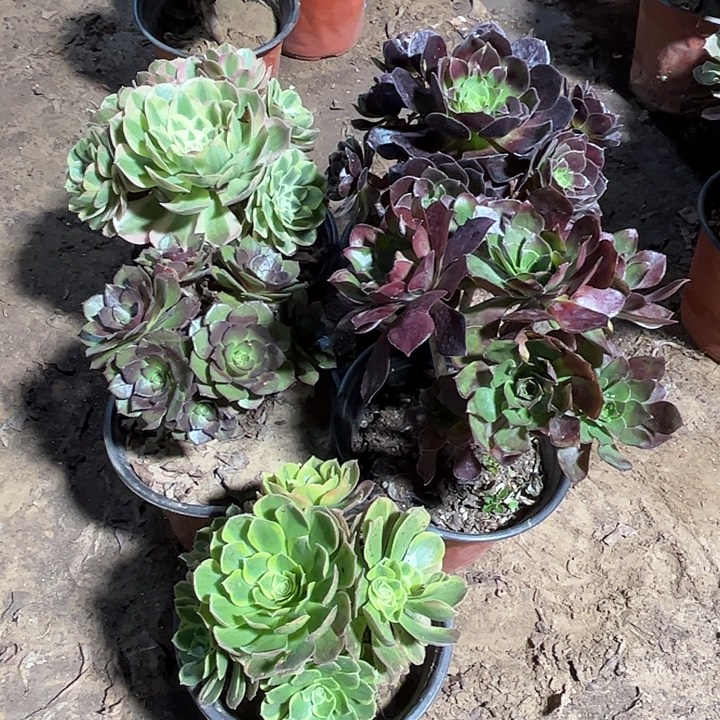 622多肉植物组合瑕疵特价，