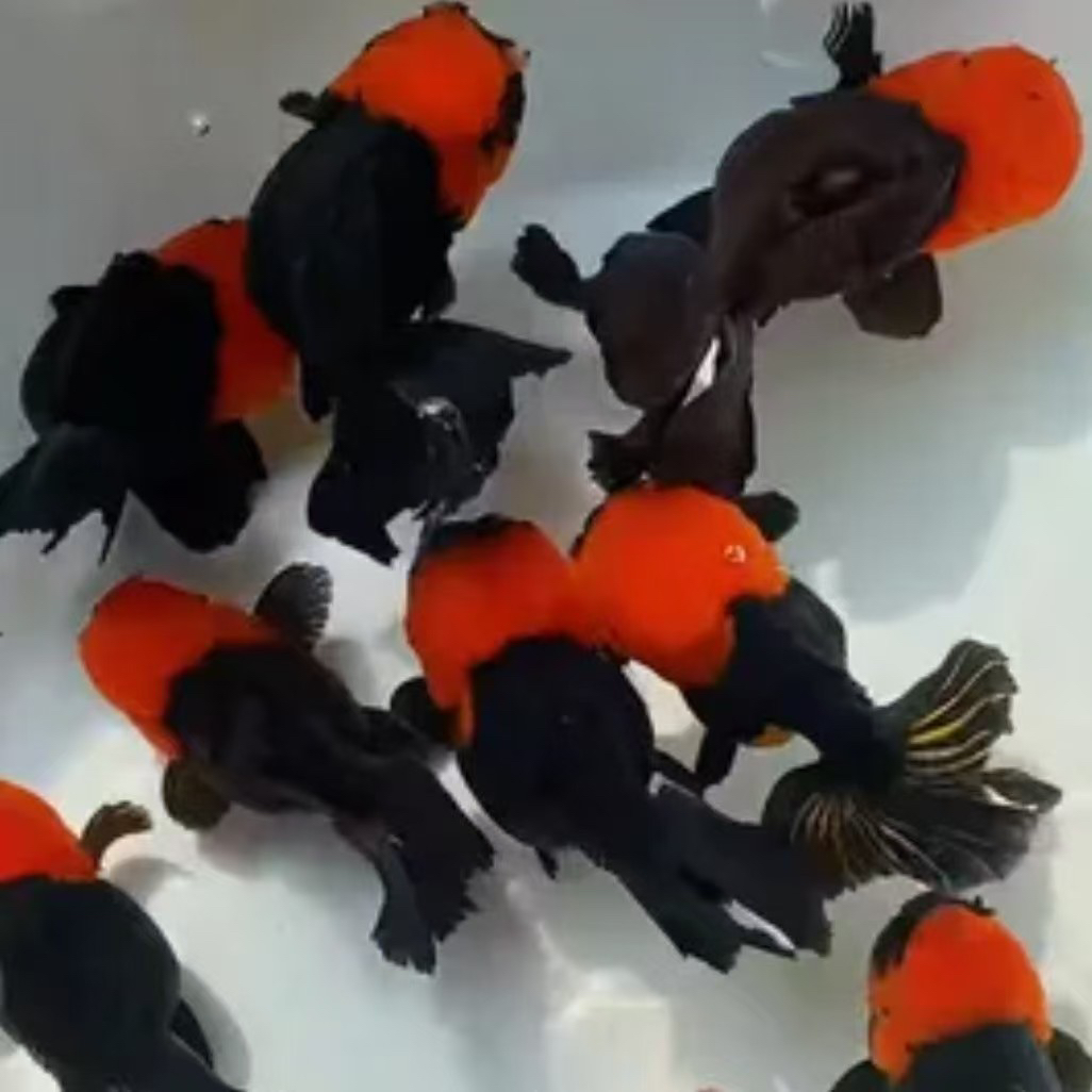 冷水观赏鱼，精品鱼苗，包邮，（偏远地区不包邮）