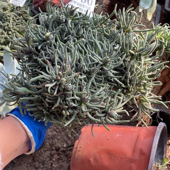 790号天赐多肉植物