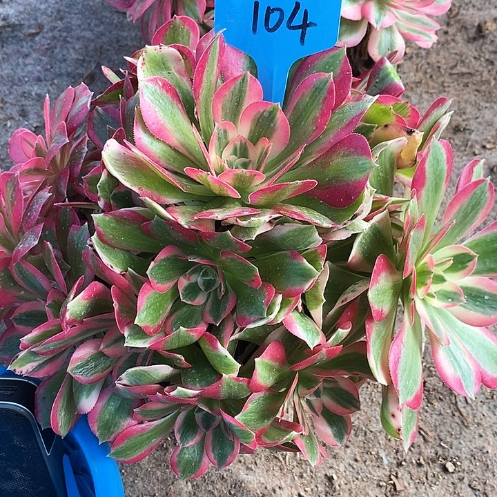 104 一颗女神法师多肉