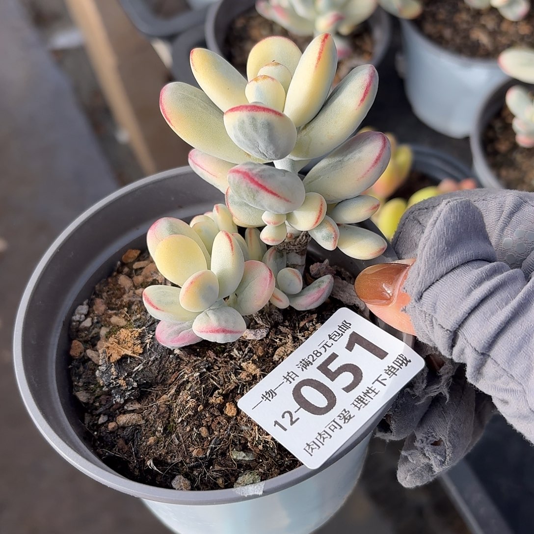 乒乓福娘锦无盆土发货无盆