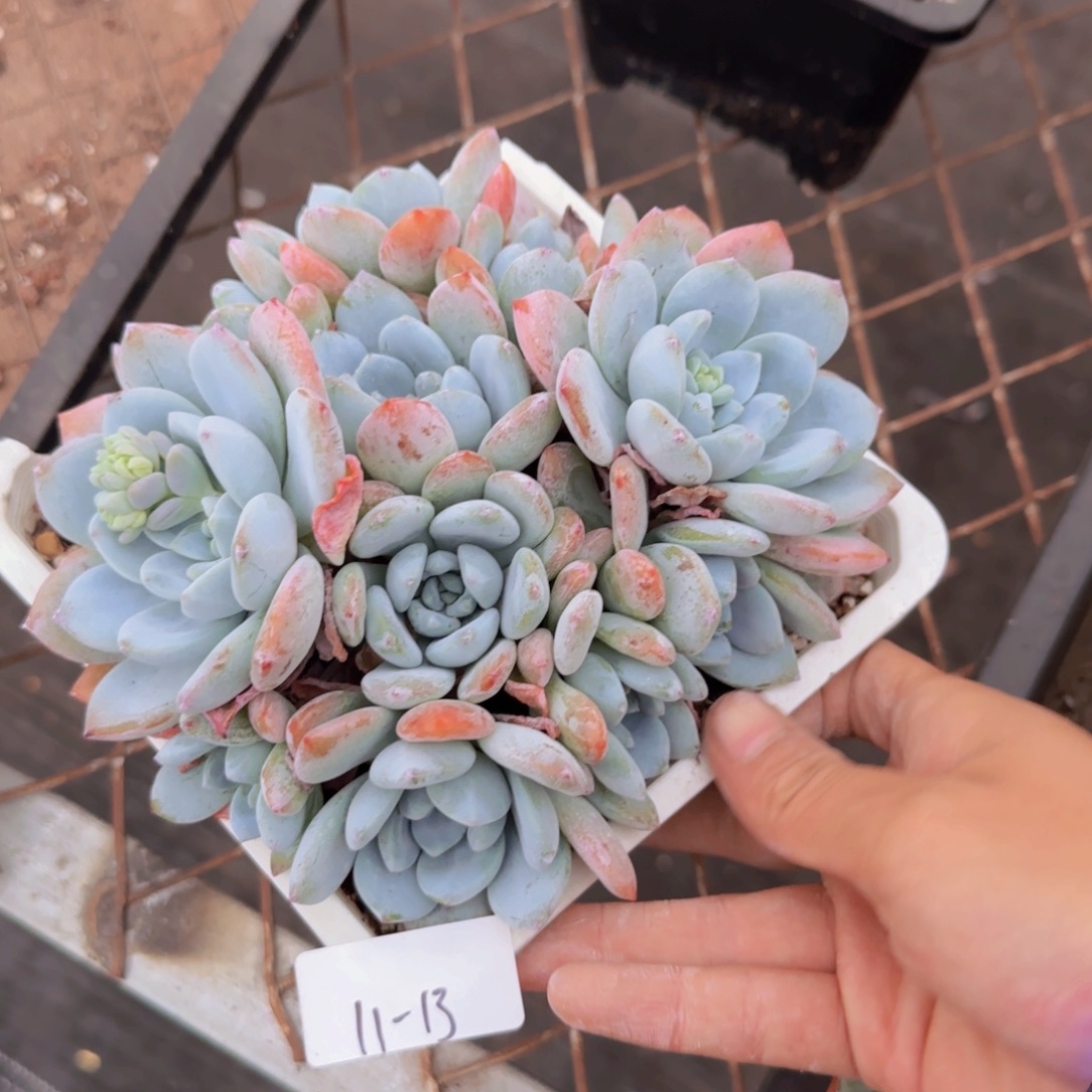 11-13控养冷香多肉