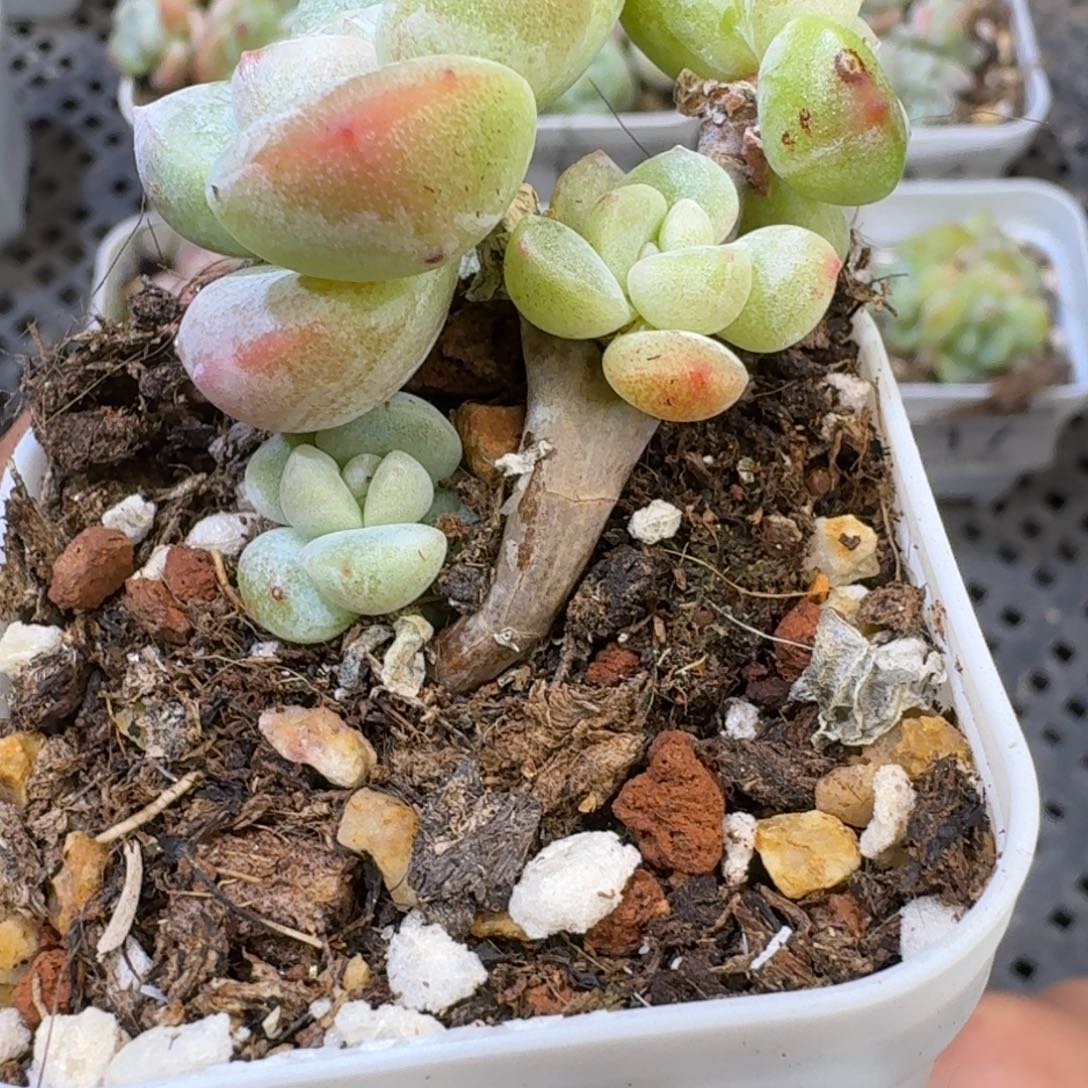 120 号到手1颗江北多肉