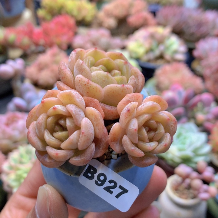 一物一拍含盆土满38包邮B927