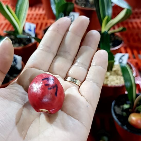 斌***子君子兰一物一拍谢谢