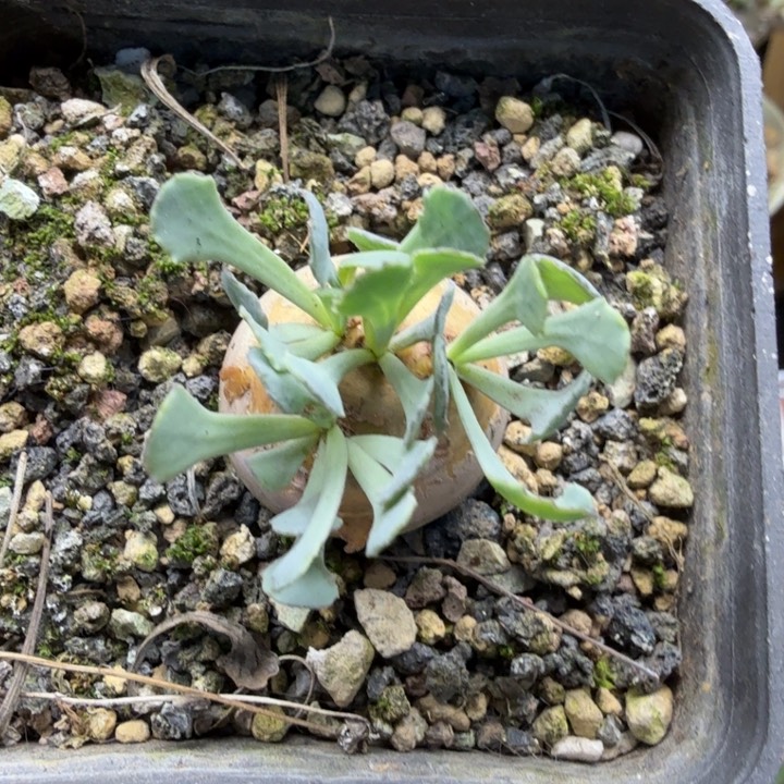 格加厚墩菊319 （满28包邮）