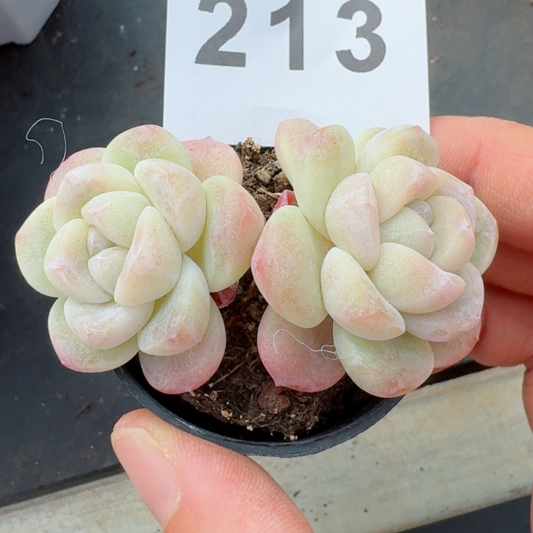 小脸冰玉         精品多肉