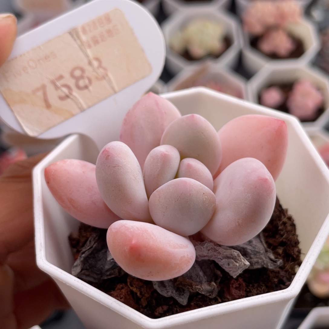 香水7583-5.5厘米