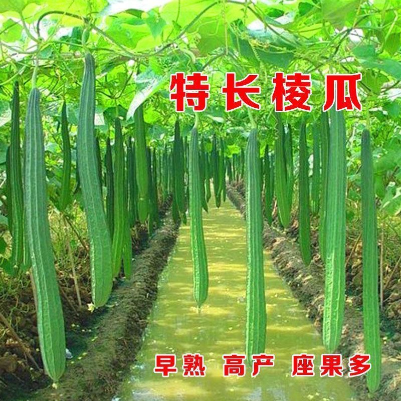 特长棱角丝瓜种子 皮薄子皮八棱丝瓜八角蔬菜种子种