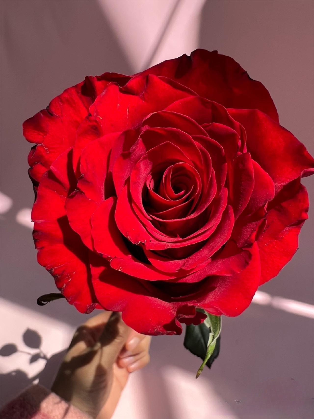 【高原红玫瑰】云南高原红鲜切花玫瑰现采现包现发货顺丰直发      