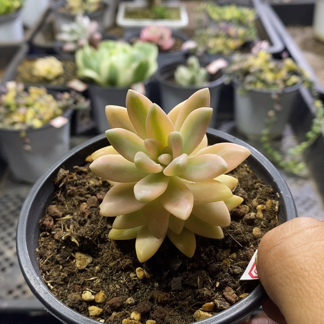0551秋丽锦多肉植物