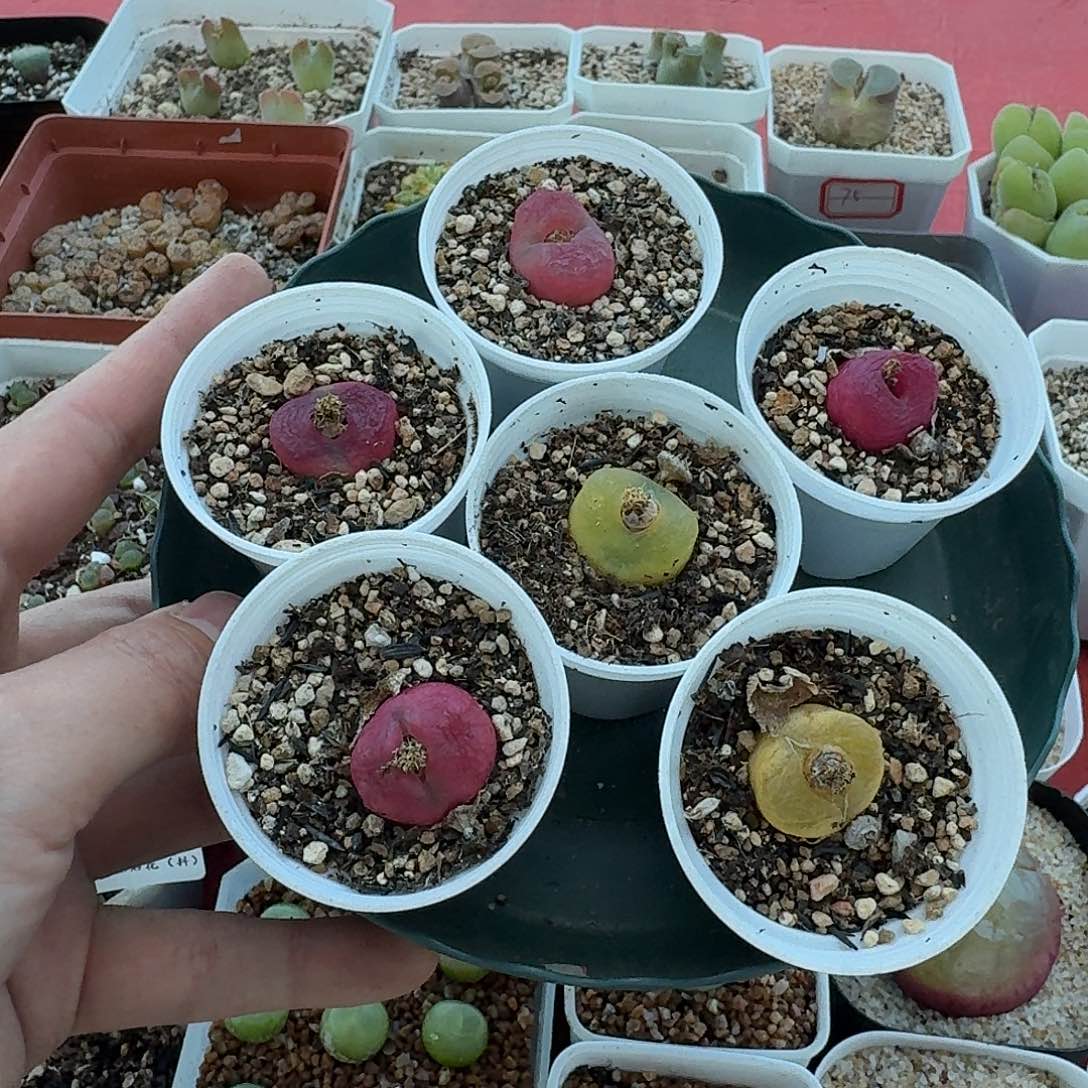 老马生石花彩毛1732