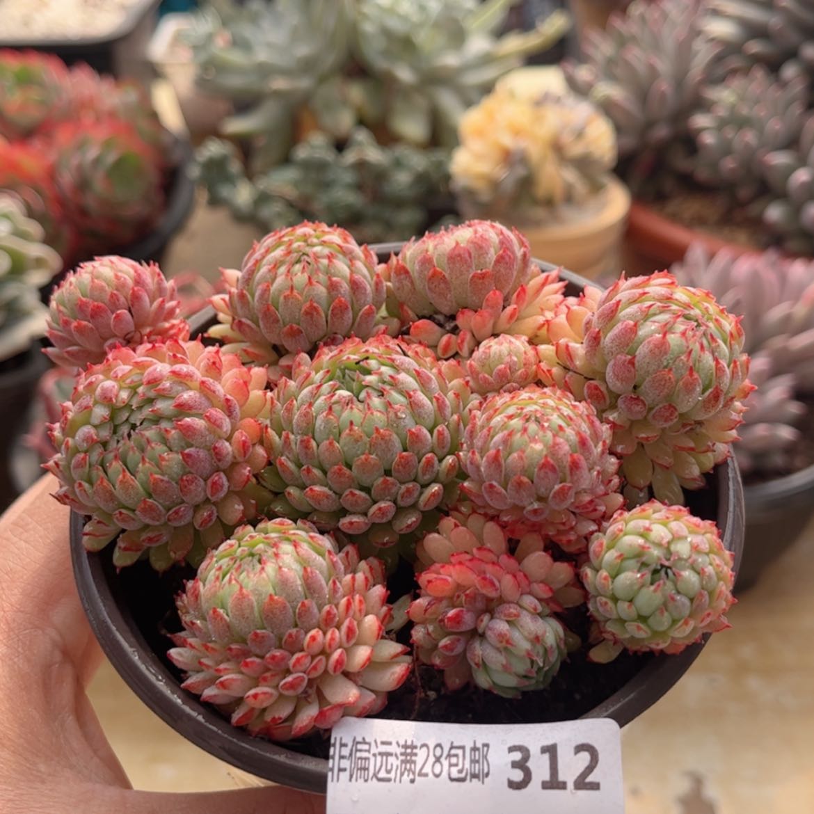 【闪购商品】312小红船