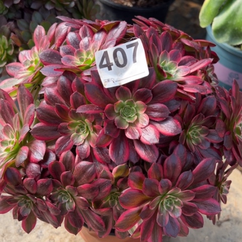 407安娜多肉23厘米左右