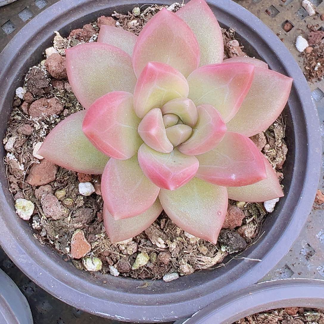 大单头迷雾泡泡19包邮