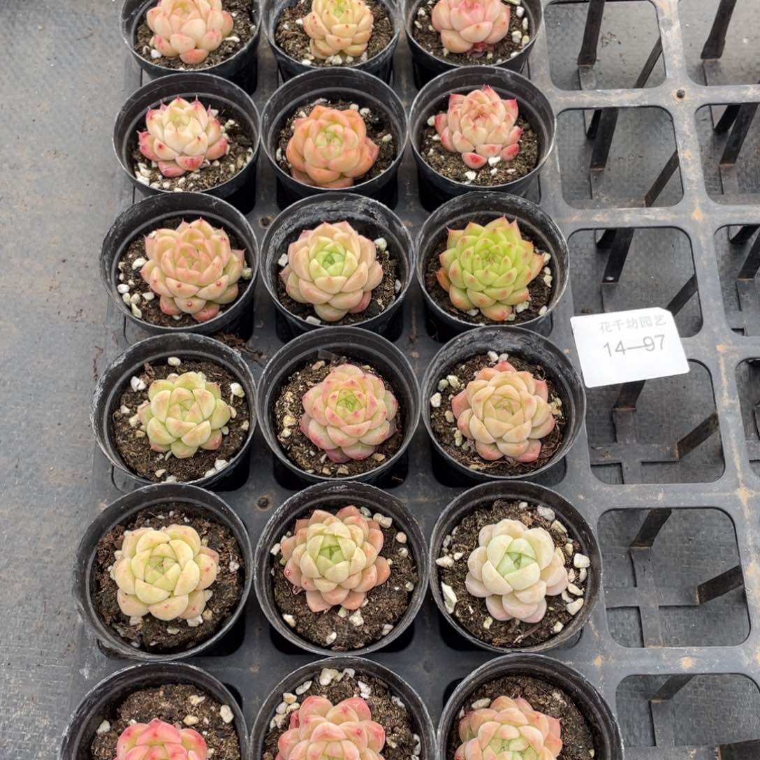 一物一拍18颗14-97