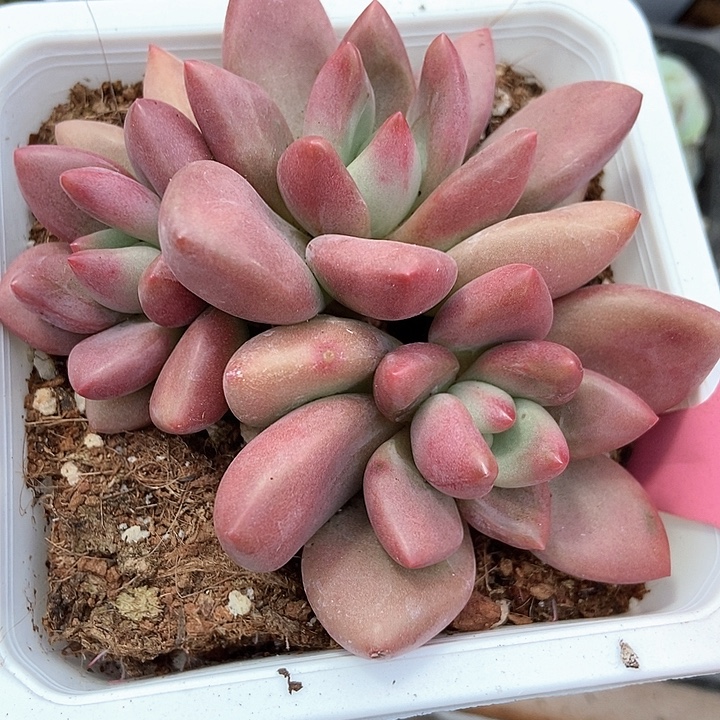 多肉植物桃花源103多肉
