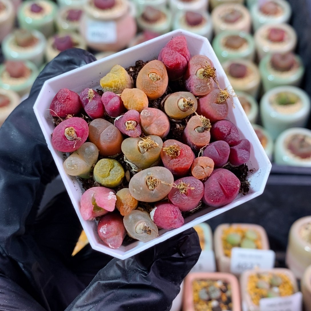 4065--一物一拍 带盆