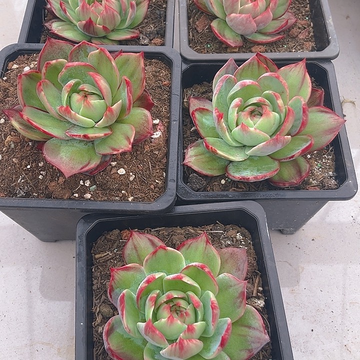 爱***猫惊鸿仙子多肉植物47