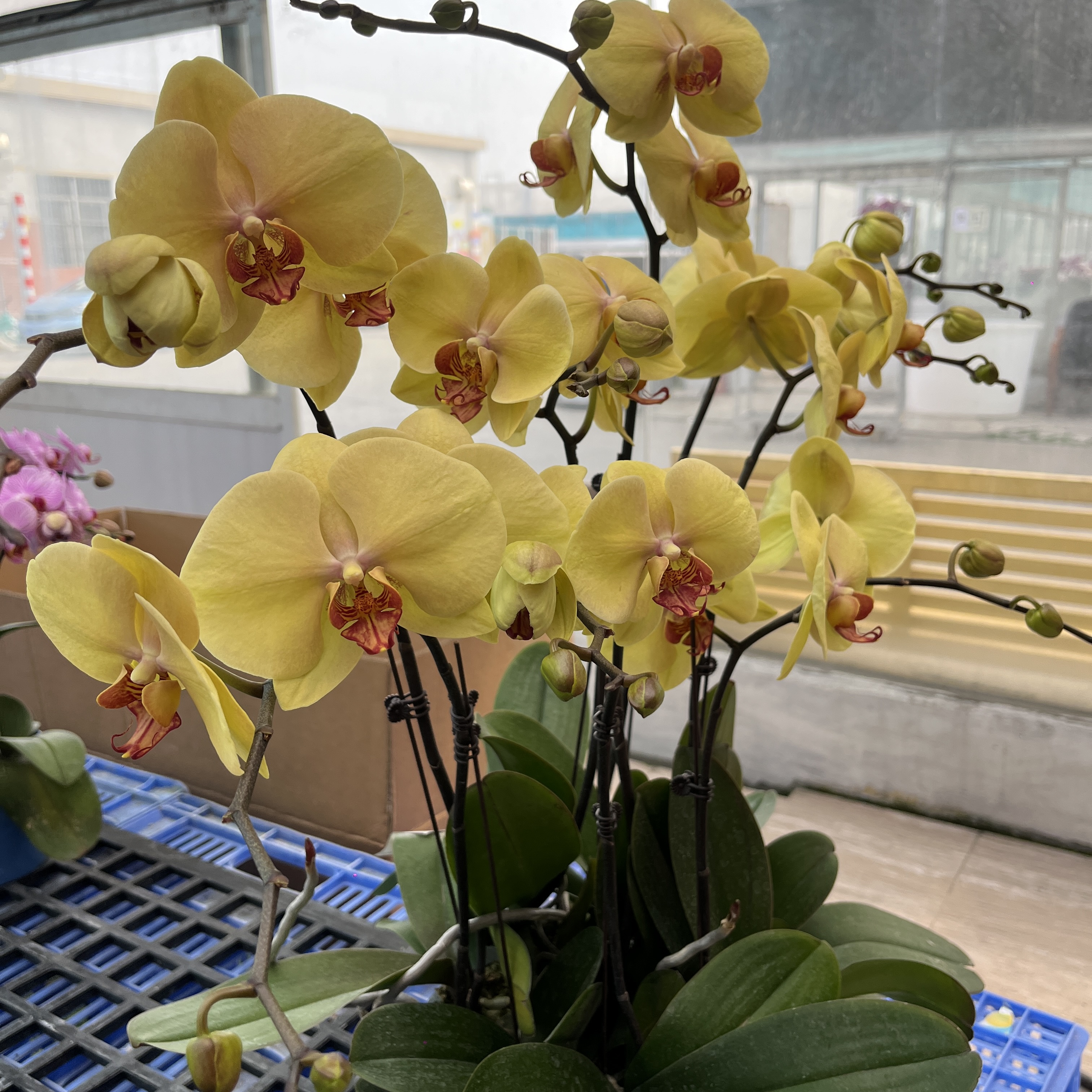 A19【光辉岁月】精品蝴蝶兰室内客厅高端花卉好养活优质花