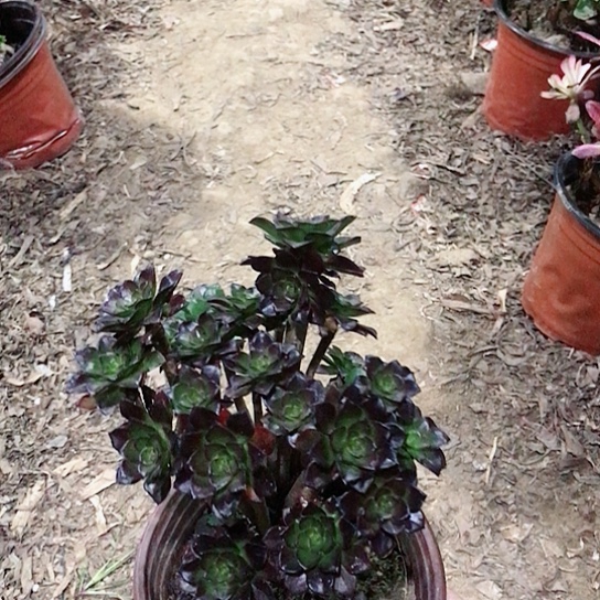 周***姐黑豆法小朵朵00000035