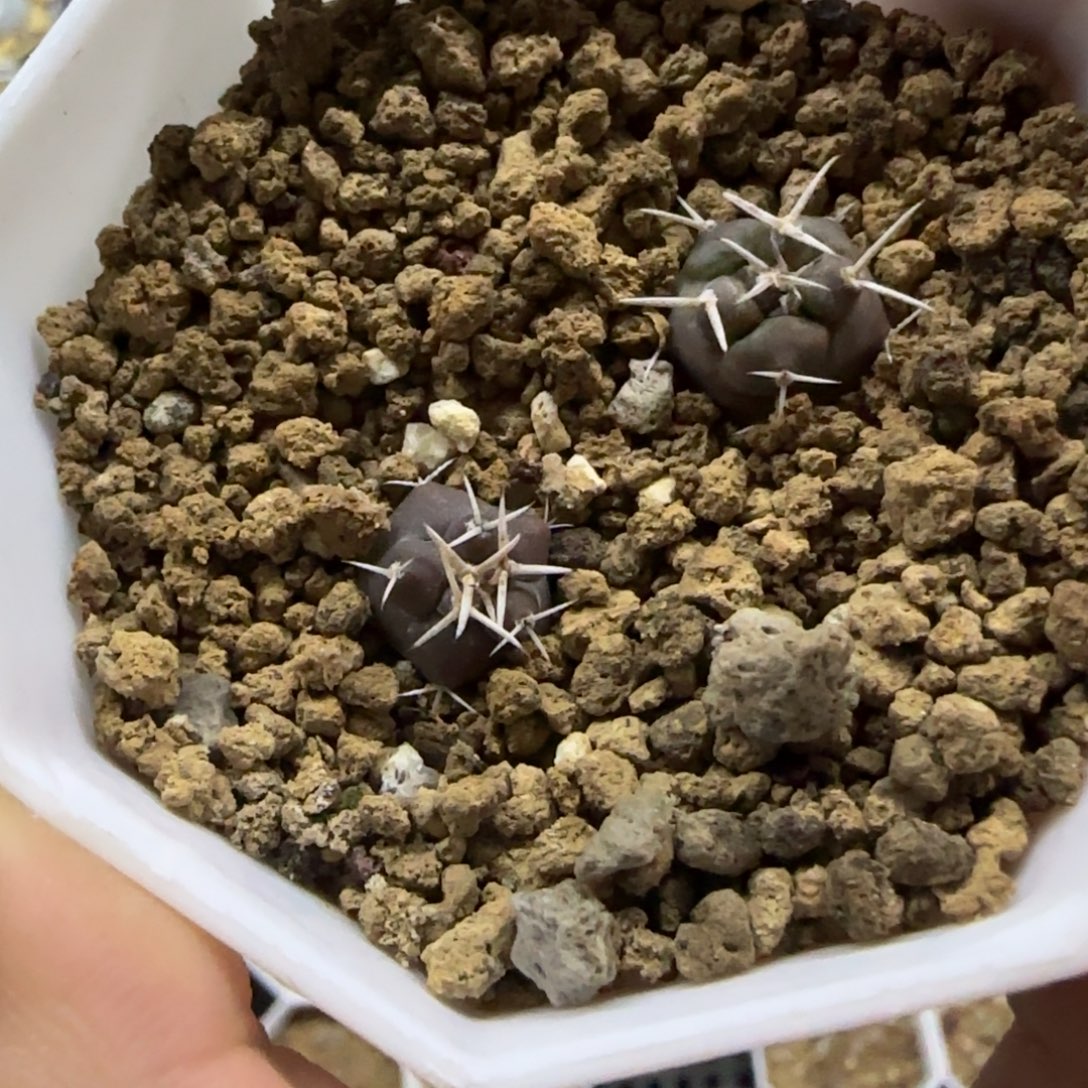 2颗实生大祥冠苗多肉